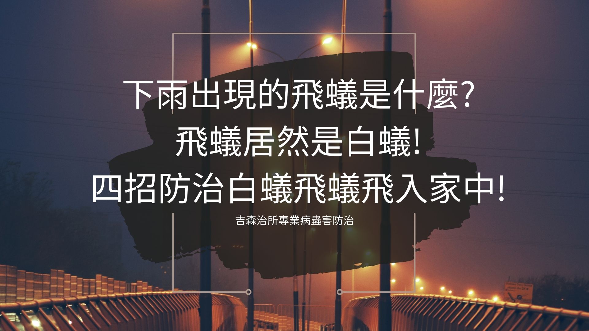 下雨出現的飛蟻是什麼? 飛蟻居然是白蟻!四招防治白蟻飛蟻飛入家中!