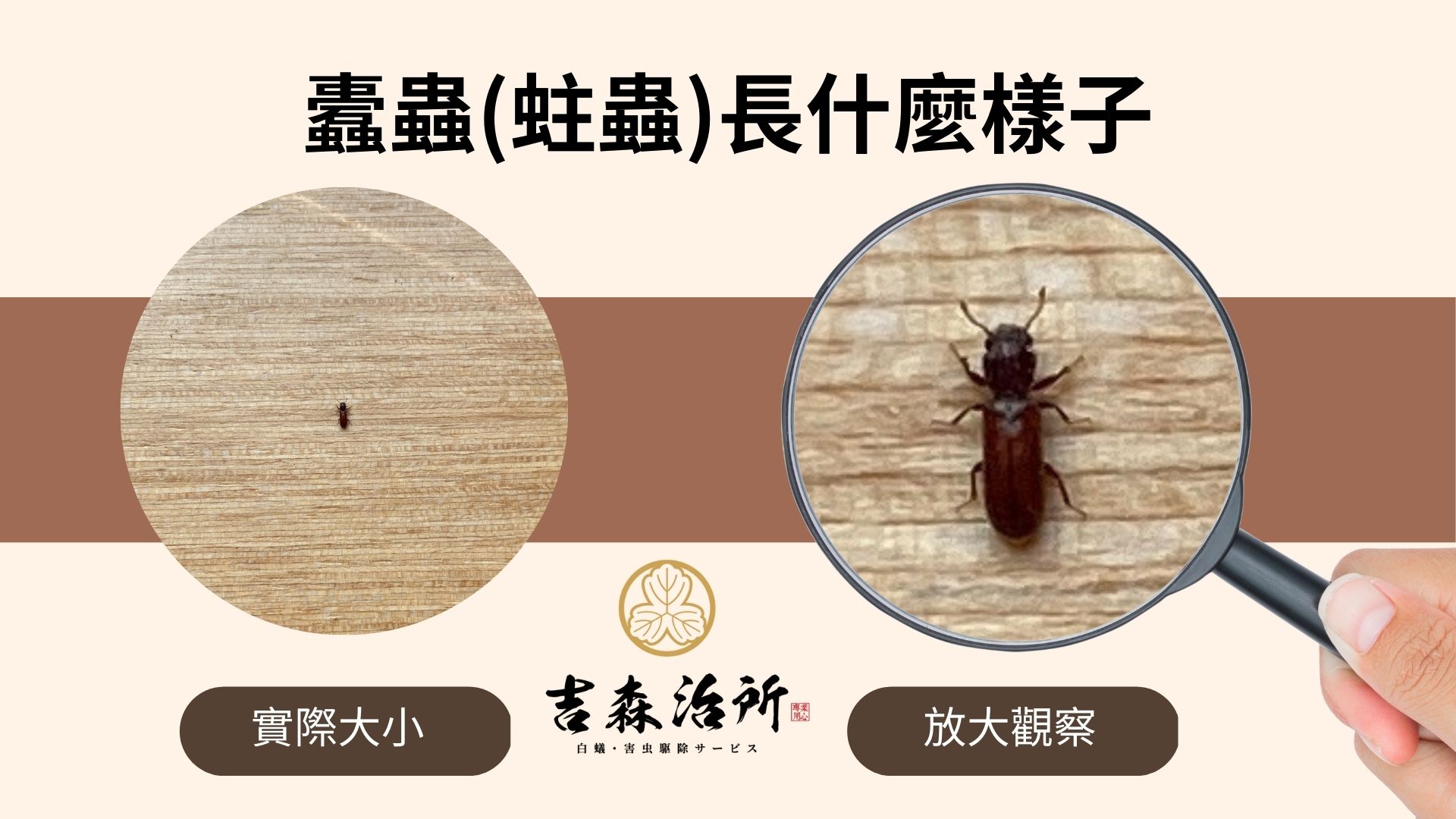 蛀蟲長什麼樣子.jpg