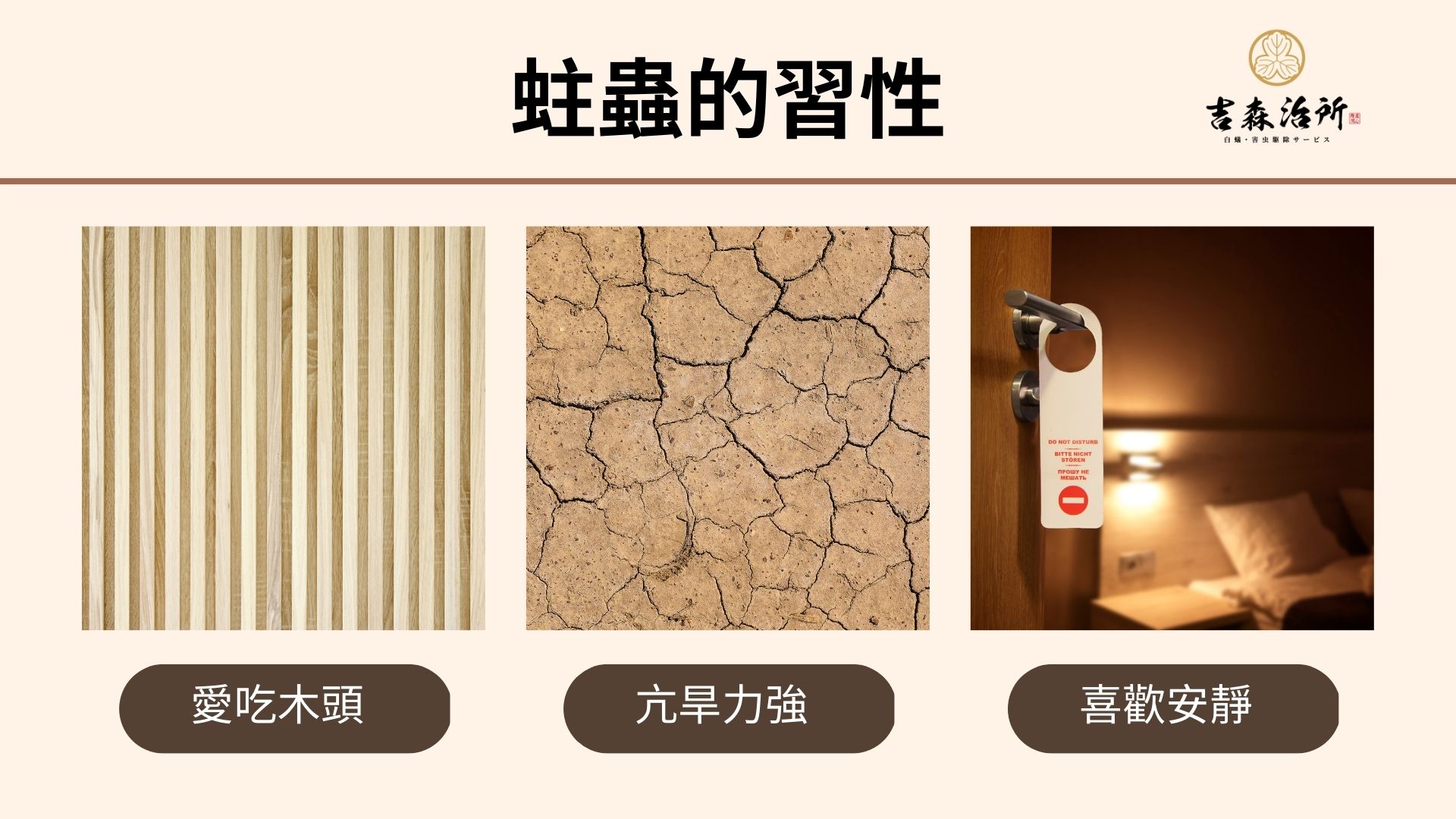 蛀蟲的習性.jpg