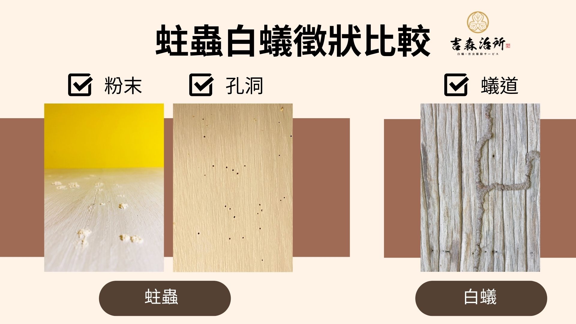 蛀蟲白蟻特徵比較.jpg