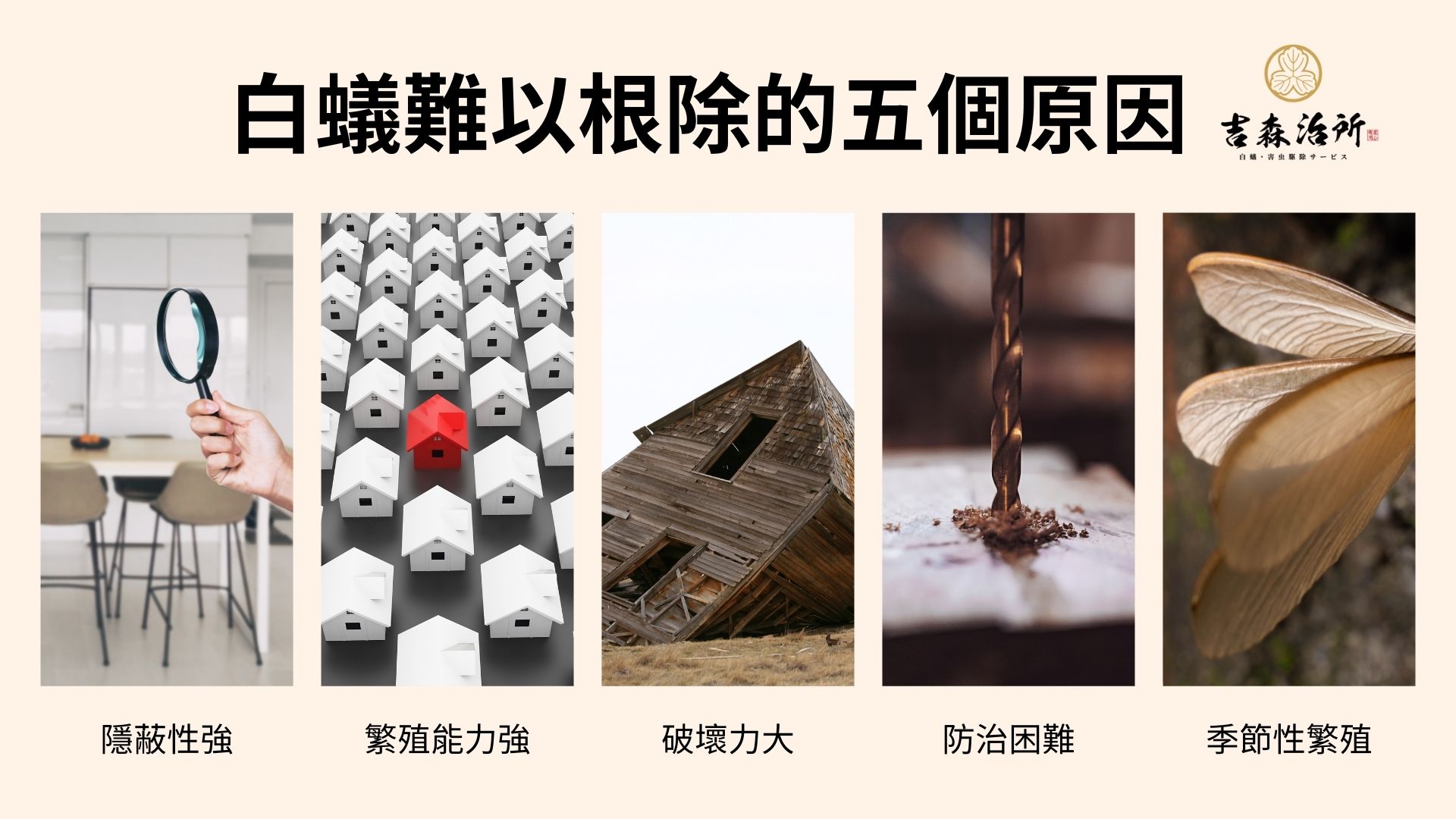 白蟻難以根除的五個原因.jpg