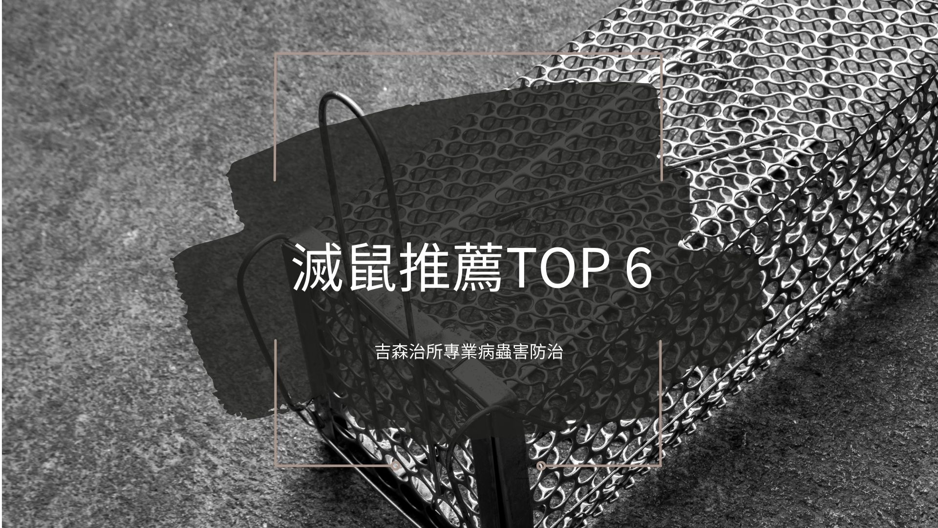 滅鼠推薦TOP 6-吉森治所