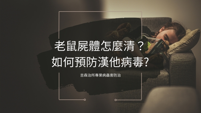 老鼠屍體怎麼清？如何預防漢他病毒?